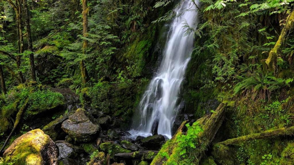 Photo Rainforest, Waterfall